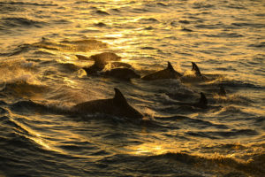 Photo of Swimming Dolphins at Sunset on One of the Best Myrtle Beach Dolphin Tours