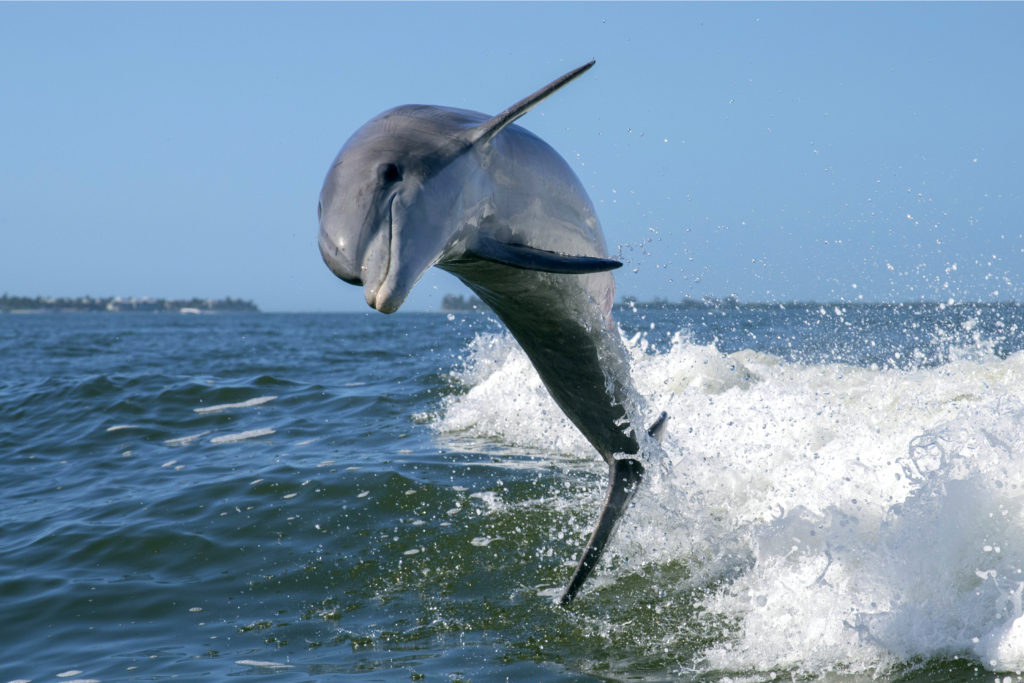 Photo of a Leaping Bottlenose Dolphin Near One of the Most Popular Myrtle Beach Boat Tours.